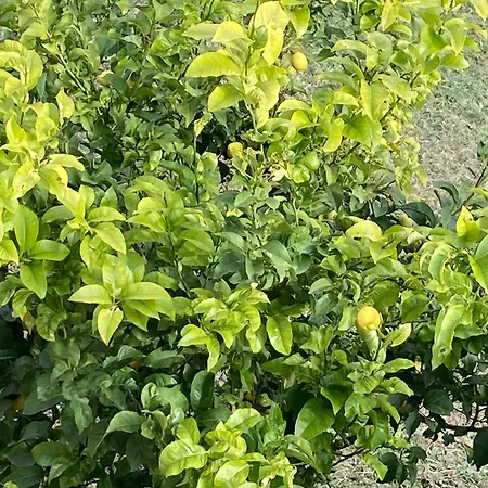 Open Sweet House 别墅